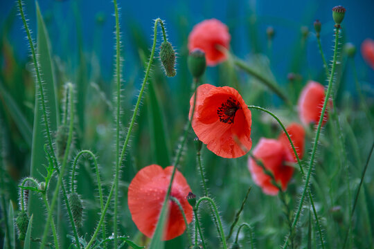 Poppy red. Green background.

