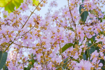 Lagerstroemia floribunda flower / View of Lagerstroemia floribunda flower : Lythraceae.