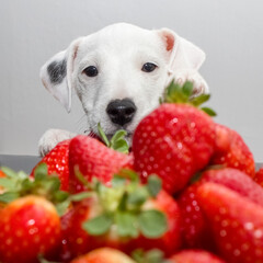 Parson Russell Terrier Puppy looking at the strawberries in front of him