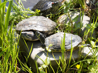 The Red-eared slider, Trachemys scripta elegans, is an invasive species in Europe