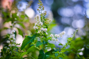 blossoming branches