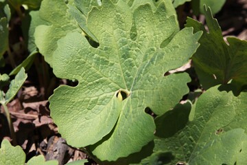 Bloodroot leaf (Sanguinaria canadensis), leaf of the wildflower. The native people in the eastern North America use it as medical plant.