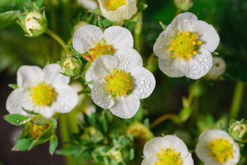 Strawberry flowers covered with dew