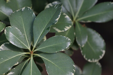 Close up of Umbrella Plant