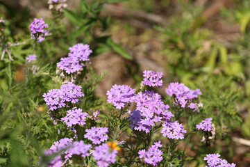 Wild Flowers-Verbena Bonariensis