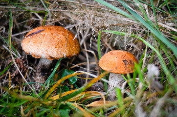 mushrooms