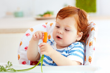 happy infant baby eating fresh carrot while sitting in high chair on the kitchen © Olesia Bilkei