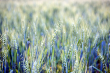 Fototapeta premium Spiga