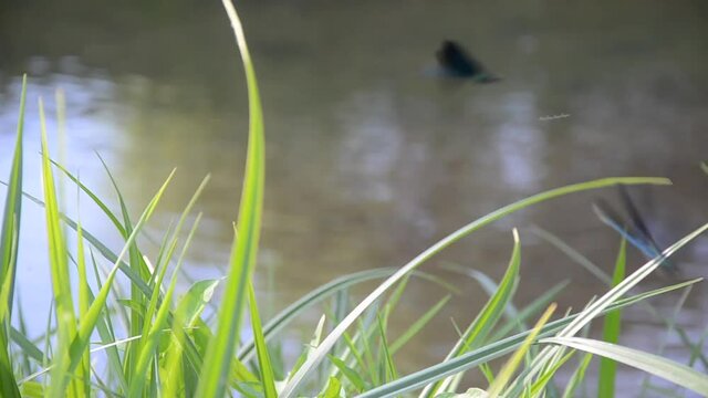 Libellules sur des herbes en bordure de rivi&egrave;re