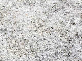 White crustose lichen