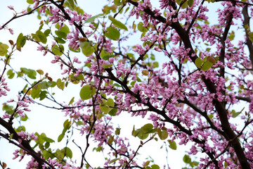 Low Angle View of Tree Blossom Pink Flowers