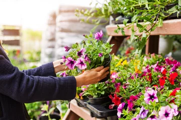 Fotobehang vrouw kiest petuniabloemen bij tuinplantenkwekerij © ronstik