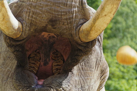 Elefant zeigt Z&auml;hne