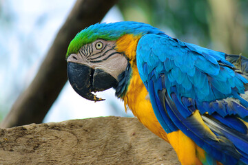 colorful parrot