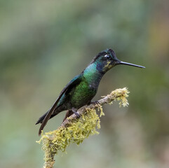 Hummingbird perched on a branch in Costa Rica