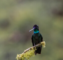 Hummingbird perched on a branch in Costa Rica