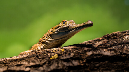 little crocodile eye