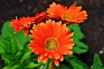 Orange gerbera daisy flowers