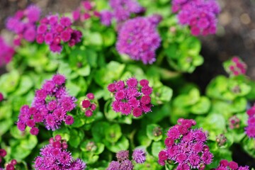 Purple blue Mexican ageratum flowers (Ageratum Houstonianum)