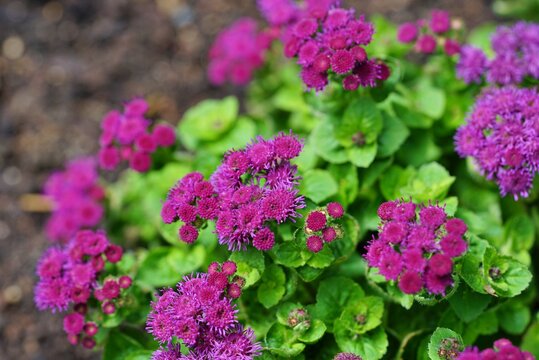 Purple blue Mexican ageratum flowers (Ageratum Houstonianum)