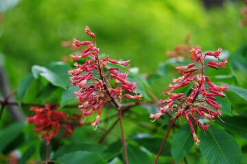 Red buckeye (aesculus pavia) flowers on a tree
