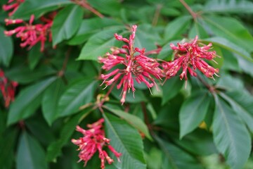 Red buckeye (aesculus pavia) flowers on a tree