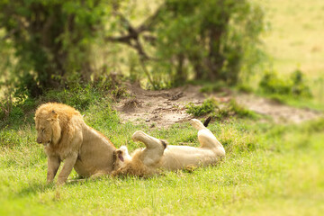 Tow male lions hunting down an old buffalo male in Masai Mara national park in Kenya, Resting and playing prior to eating their prey.