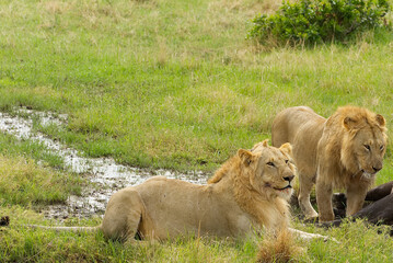 Tow male lions hunting down an old buffalo male in Masai Mara national park in Kenya,