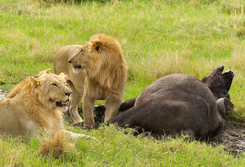 Tow male lions hunting down an old buffalo male in Masai Mara national park in Kenya,