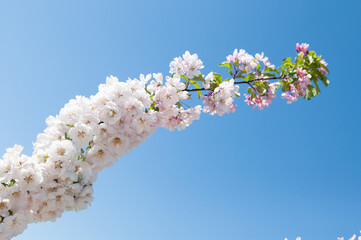 beautiful background of white flowers blossoming apple tree