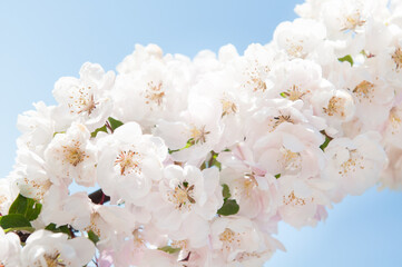 beautiful background of white flowers blossoming apple tree