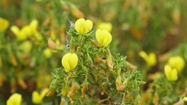 Ononis ramosissima (Yellow Restharrow) wild flowers in nature
