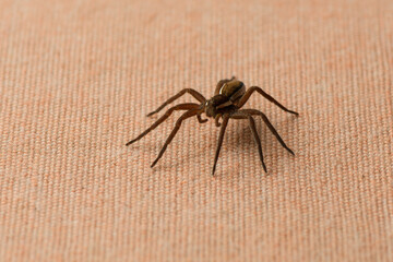Striped raft spider Dolomedes fimbriatus macro on fabric orange. front side