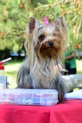 too cute, beautiful yorkshire terrier dog waiting for grooming before the dog show