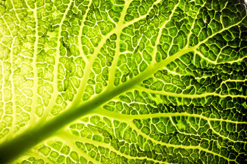 Naklejki  Kapusta włoska włoska kapusta zielona makro liść struktura drzewa zdrowa