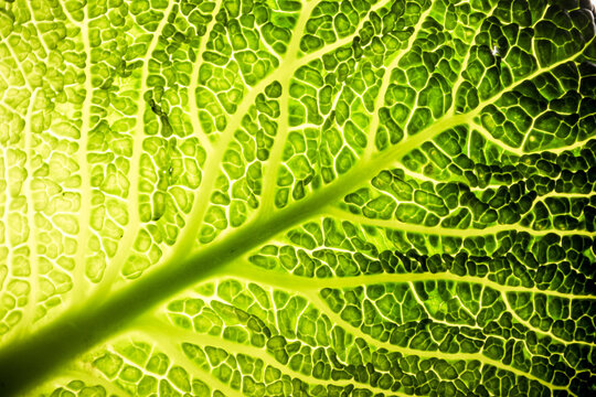 Wirsing Gemüse Kohl grün Makro Blatt Baum Struktur gesund