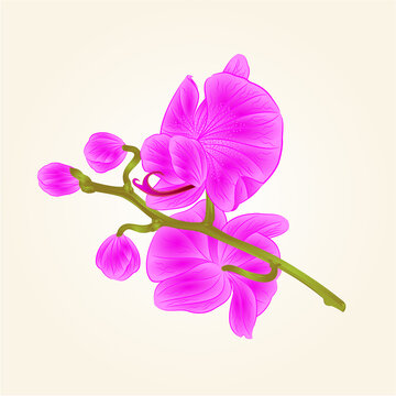 Beautiful  Orchid purple stem with flowers and  buds closeup isolated vintage hand draw vector illustration