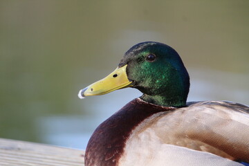 Duck