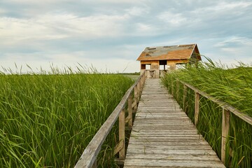 Swamp walking path