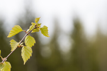Birch leaves by springtime