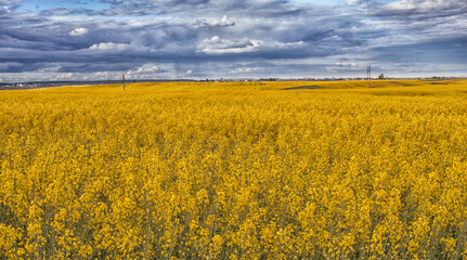 Rapeseed field in bloom.