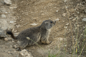 Marmotte 8