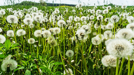 field of blowballs