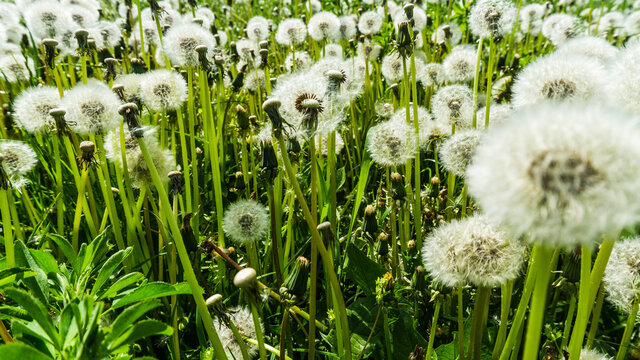 Fototapeta field of blowballs