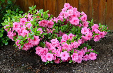 Azalea, flowering shrubs member of the genus Rhododendron 