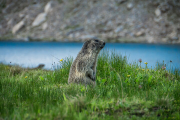 Marmotte 1