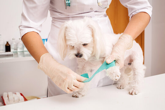 Vet Bandaging Paw Of A Dog. Medicine Concept