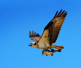 Osprey Flying with a Catfish in its Talons