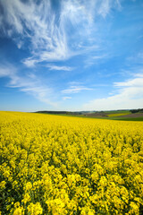 Obraz premium A view of yellow flowering rapeseed fields in spring in Bavaria, Germany. 