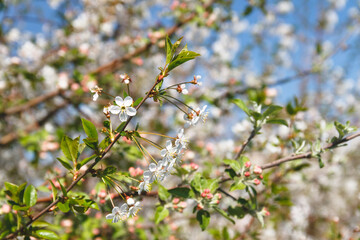 White flowers of cherry trees spring